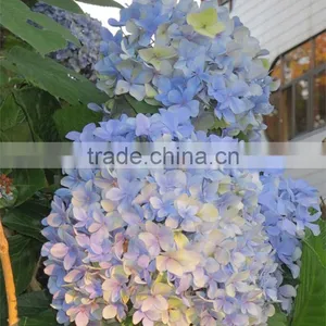Wholesale Fresh Organic Decorative Flower Cut Fresh Hydrangea Flower From Kunming thumbnail-5
