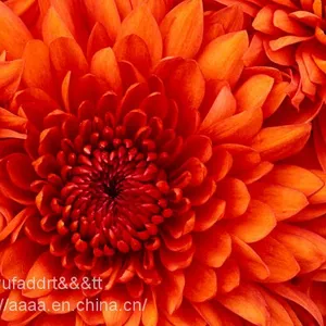 Chrysanthemum