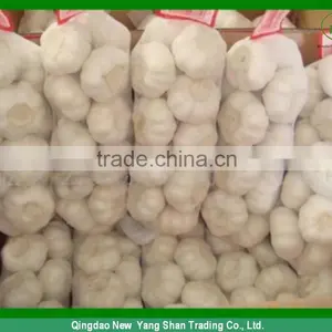 GARLIC!FRESH GARLIC!Good Faith the Seller thumbnail-1
