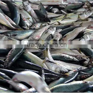 Hot Sale Mackerel WR thumbnail-2