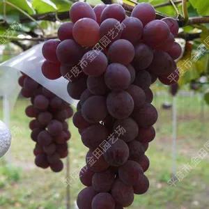 Ruby Grape Seedlings Grape Vines thumbnail-1