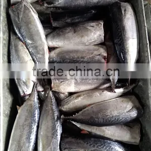 Good Quality HGT Frozen Bonito thumbnail-6