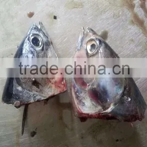 2015 Frozen Bonito Head for Bait thumbnail-1
