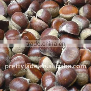 Fresh Chestnut 10kg/gunny Bag thumbnail-1