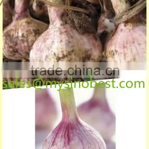 2016 Fresh Garlic,normal White Garlic, Pure White Garlic thumbnail-1