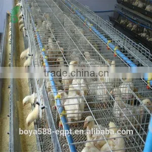 H Type New Design Pullet Rearing Cage With Lower Price thumbnail-4