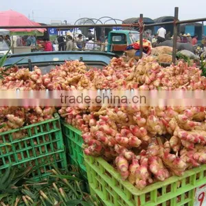Fresh Organic Ginger Price in China thumbnail-1