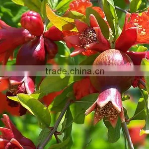 Talya Pomegranate Seed Oil thumbnail-1
