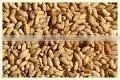 Neem Seed thumbnail-1