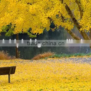 Ginkgo Biloba Fruit Tree Seedling thumbnail-3