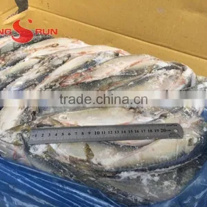 Pacific Mackerel Fish thumbnail-6