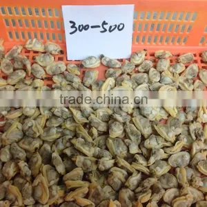 Tasty and Delicious Best Frozen Baby Clam Meat thumbnail-4