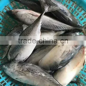 New Catch Bonito Tuna Whole thumbnail-3