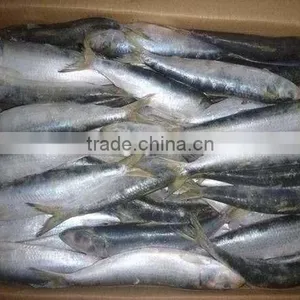 Best Price Frozen Sardine Bait thumbnail-1
