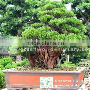 Syzygium Buxifolium Bonsai Trees thumbnail-1