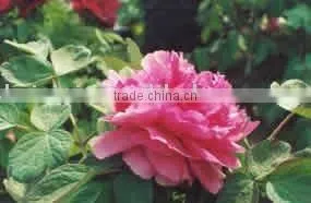 Tree Peony Plant Root Ping Shi Yan thumbnail-1