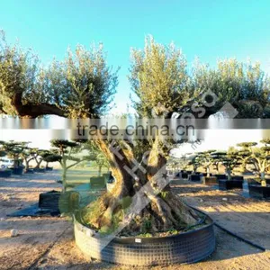Fargas Collection - Millenary Olive Trees thumbnail-1