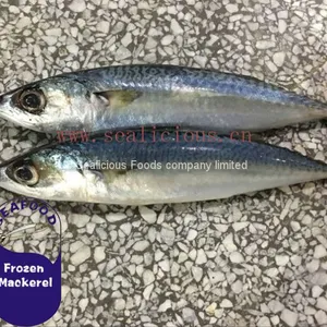 Deep Frozen Scientific Name Of Mackerel Fish Pacific Mackerel thumbnail-1