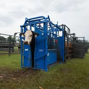 2025 New Mold Steel Tube Chute for Cattle thumbnail-1