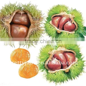 Hot Sale High Quality Chinese Fresh Chestnut thumbnail-1