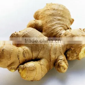 High Quality Ginger thumbnail-1
