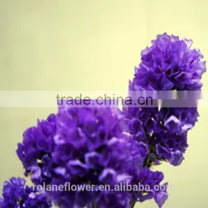 Fresh Cut Myosotis Sylvatica Flower to Delivery Everywhere thumbnail-6