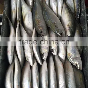 FROZEN INDIAN MACKEREL WHOLE ROUND thumbnail-1