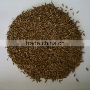Fresh Cumin Seeds thumbnail-1