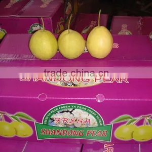 Fresh Shandong Pear 60-70-80 in 15kg Carton thumbnail-3