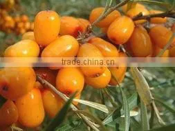 IQF Sea-buckthorn thumbnail-1