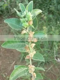 Withania Somnifera Ashwagandha thumbnail-1