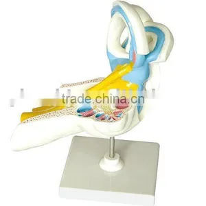 Human Inner Ear thumbnail-1