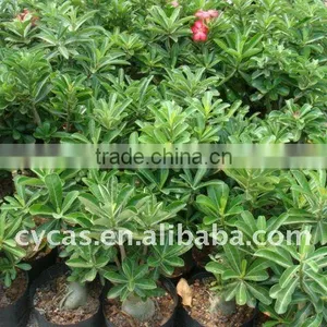 Adenium Obesum thumbnail-1