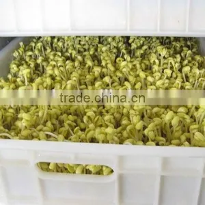 HOT! China Made Soya Bean Sprout Machine thumbnail-6