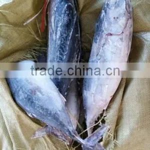 200-500g Frozen Bonito Tuna Fish thumbnail-1