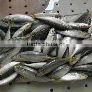 Frozen Horse Mackerel 18cm From China thumbnail-3