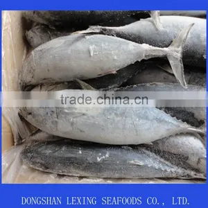 Frozen Whole Round Bonito Fish thumbnail-2