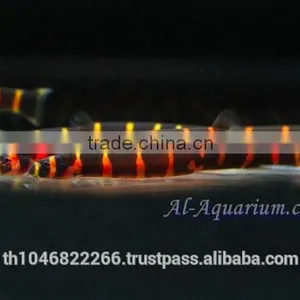 Giant Coolie Loach Fish / Aquarium Fish Farm thumbnail-3