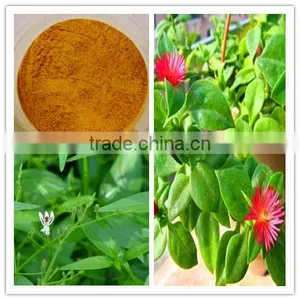Andrographis Extract thumbnail-1