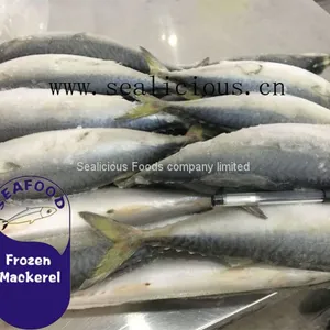 NEW LANDING FROZEN FISH PACIFIC MACKEREL, SEA FROZEN MACKEREL 400-600g thumbnail-1