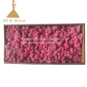 China Most Popuplar Everlasting Moss: The Key to Plant Walls thumbnail-5