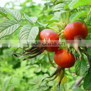 100% High Quality Natural Rosehip Oil With Private Label thumbnail-1