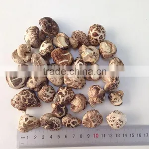 Dried Mushroom With Factory Prices thumbnail-1