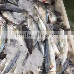 Horse Mackerel 20cm+ thumbnail-2