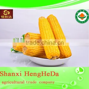 New Style New Products for Teenagers Yellow Maize Corn From Pakistan thumbnail-4