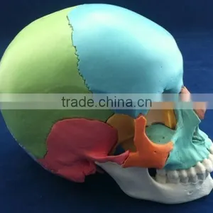Colored Skull Model - 22 Parts thumbnail-2