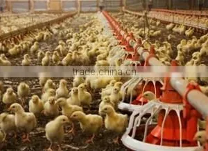 Feeding Pan Chicken Broiler Equipment Chicken Farm thumbnail-2
