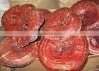 Reishi Mushroom Extract 90% Polysaccharides thumbnail-1