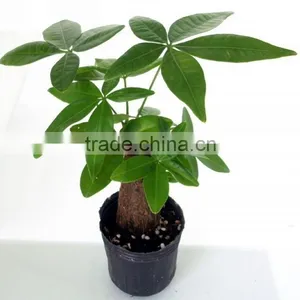 International Flowers Mini Money Tree Bonsai Made in China thumbnail-2
