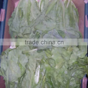 Lettuce thumbnail-3